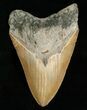 Large Inch Megalodon Tooth #5003-1